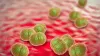 Epidemiolog: meningokoki mogą zabić w kilkanaście godzin