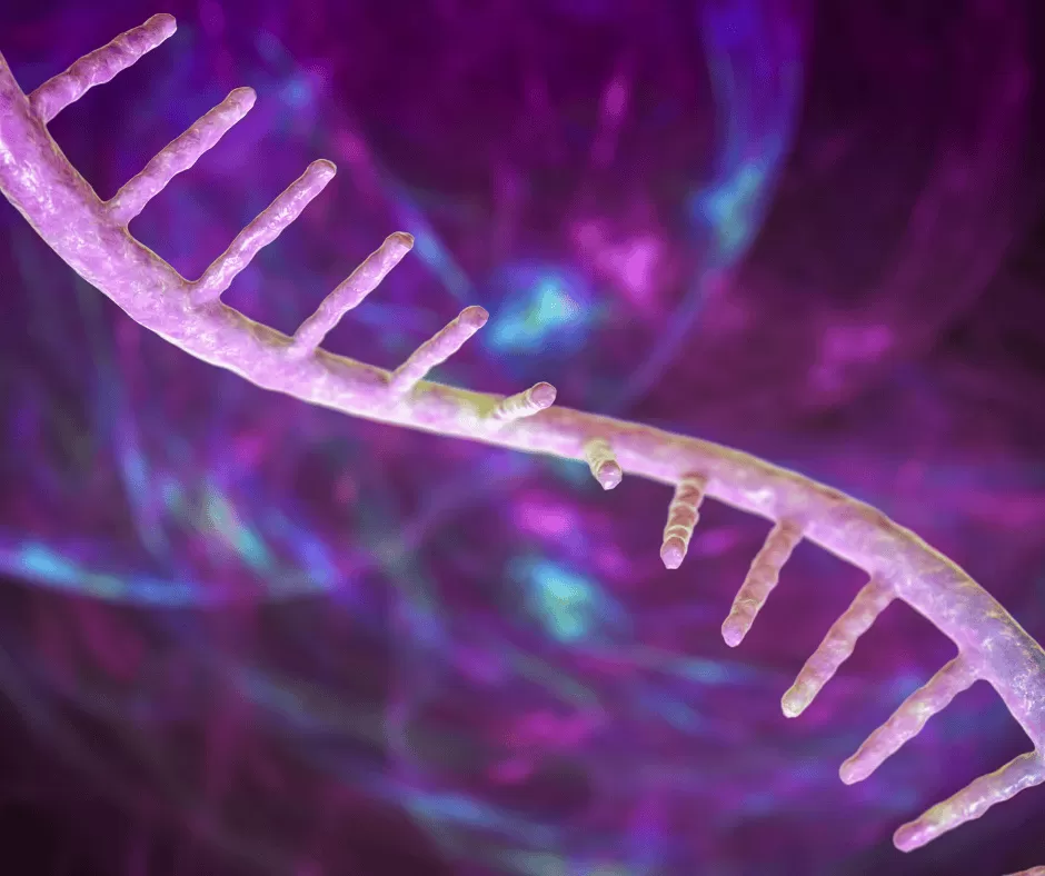 Wiedzą, jak związać koniec z końcem. Polski sposób na koliste RNA