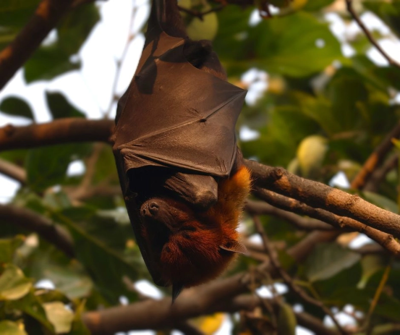 Wirus Nipah i wzmożone kontrole sanitarne.